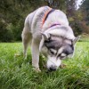 Ausflugsziele Steiermark mit Hund – Tipps für Hundehalter