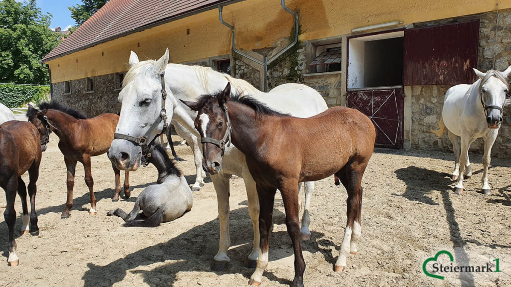 Lipizzaner in der Steiermark