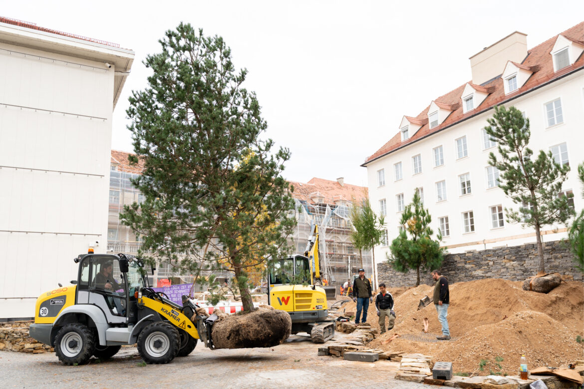 Ein großer Baum wird für den neuen Burgwald in der Grazer Burg angeliefert